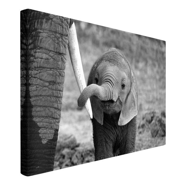 Tableaux sur toile en noir et blanc Bébé Eléphant