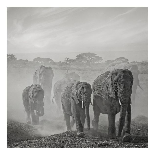 Tableaux sur toile en noir et blanc Troupeau d'éléphants