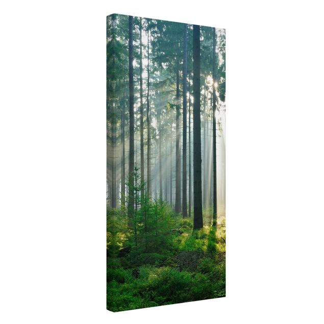 Tableaux moderne Forêt éclairée