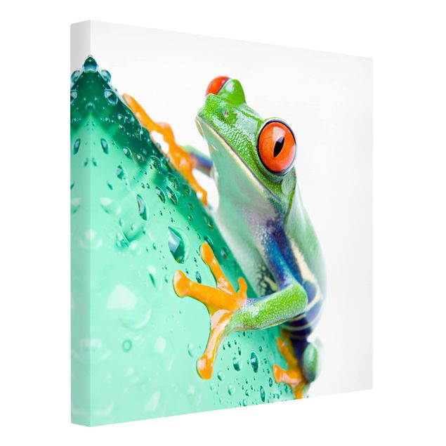 Tableaux animaux Frog