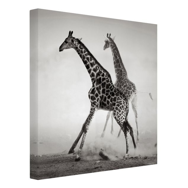 Tableaux sur toile en noir et blanc Girafes à la chasse