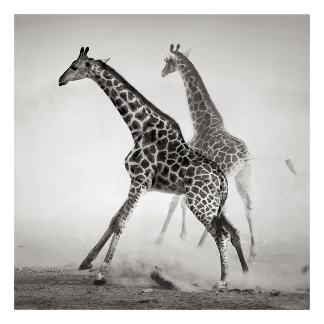 Tableaux modernes Girafes à la chasse