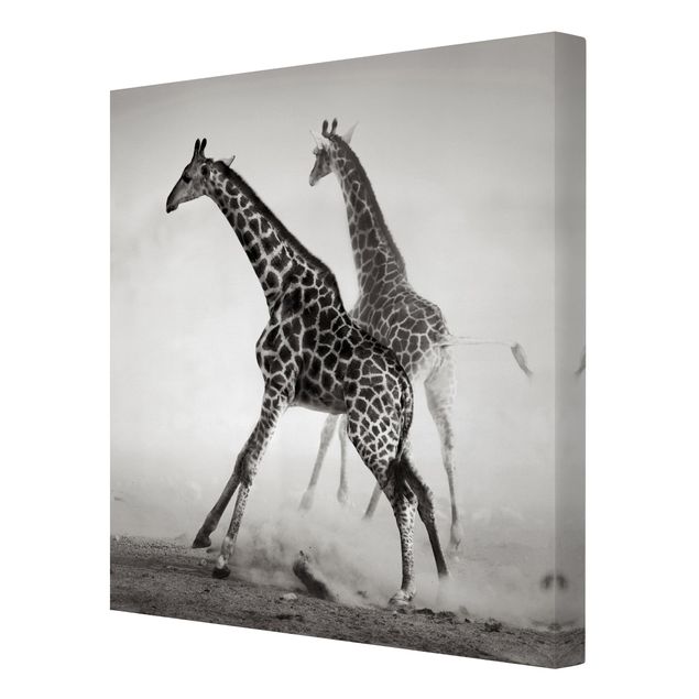 Tableaux animaux Girafes à la chasse