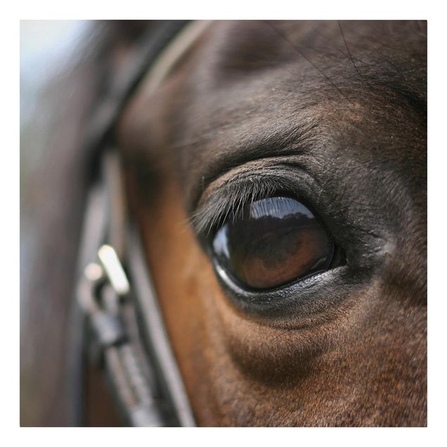 Toile animaux Horse Eye No.3
