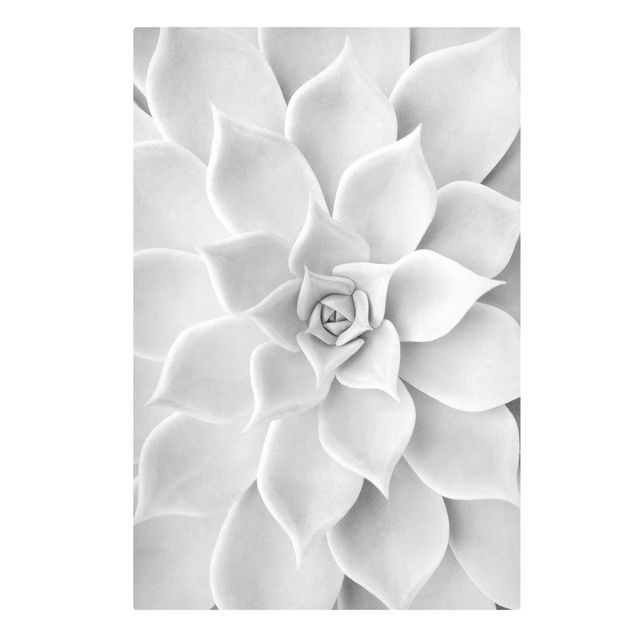 Tableaux noir et blanc Cactus Succulent