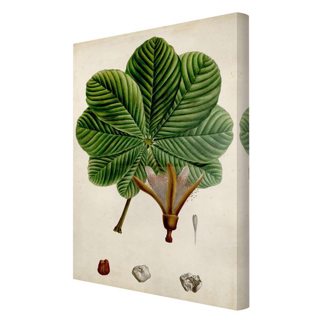 Tableau décoration Poster à feuilles caduques II