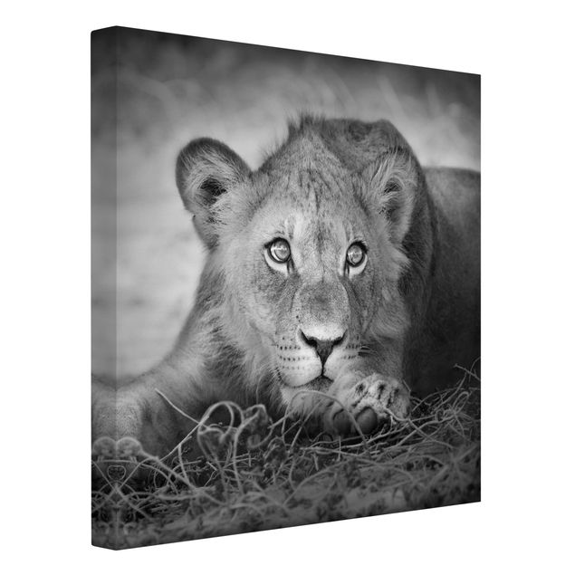 Tableaux sur toile en noir et blanc Bébé lion tapi dans l'ombre
