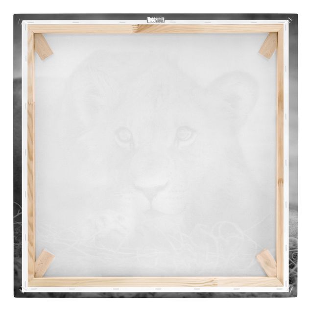 Tableaux noir et blanc Bébé lion tapi dans l'ombre