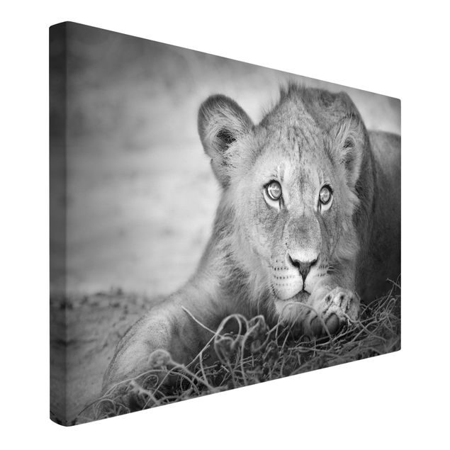 Tableaux sur toile en noir et blanc Bébé lion tapi dans l'ombre