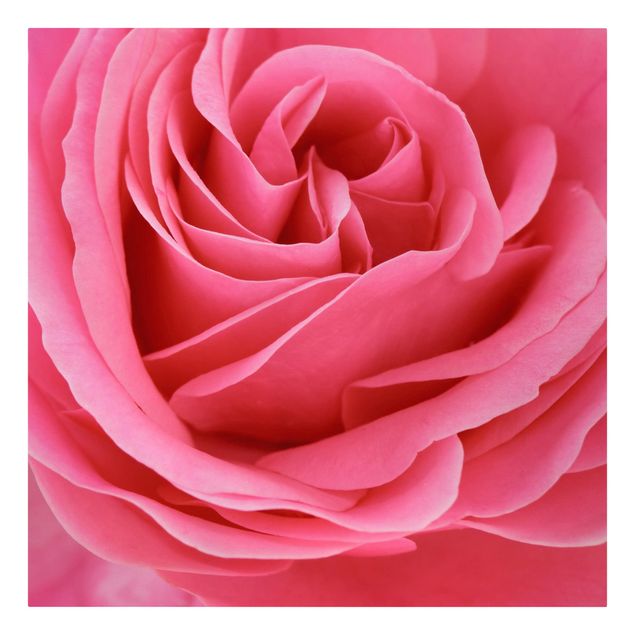 Tableaux amour Lustful Pink Rose