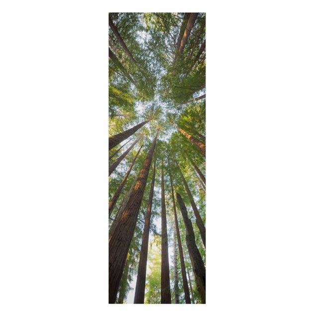 Tableau deco nature Têtes de Séquoia
