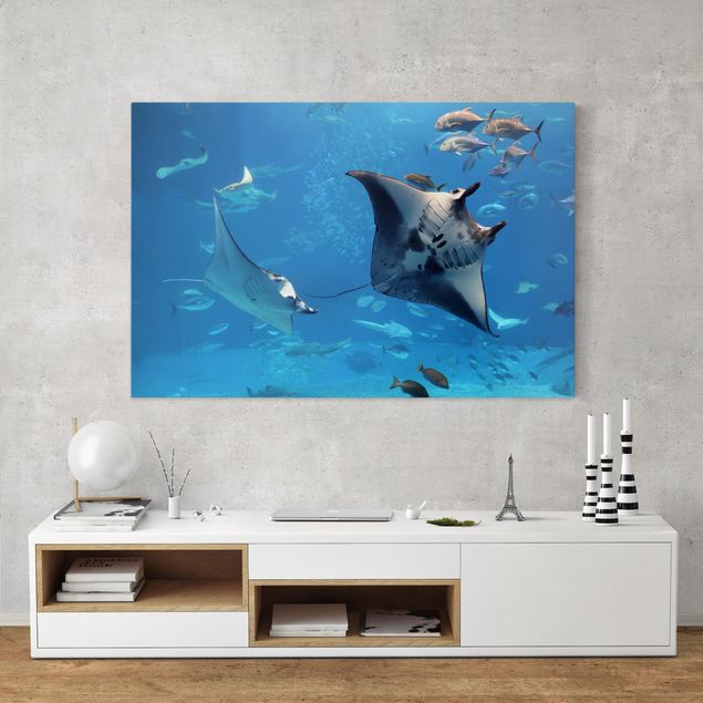 Tableau paysages Manta Ray
