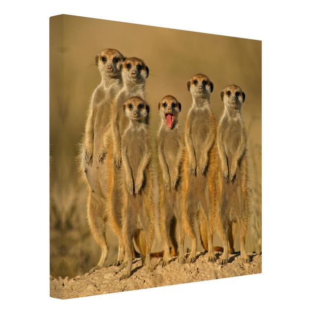 Tableau animaux afrique Famille de suricates