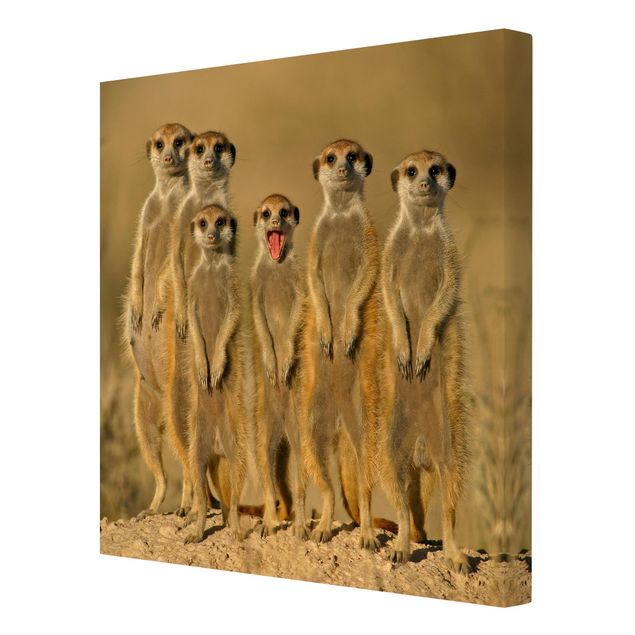Toile murale Famille de suricates