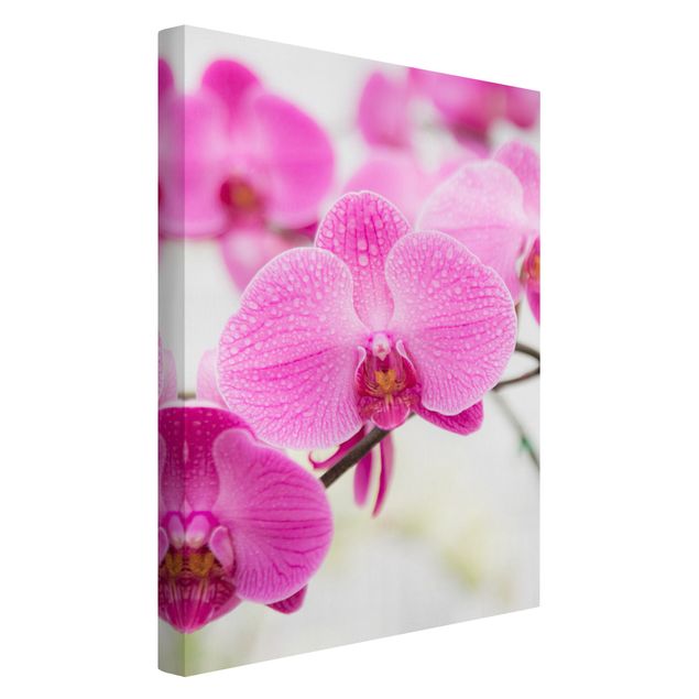 Tableaux modernes Gros plan sur une orchidée