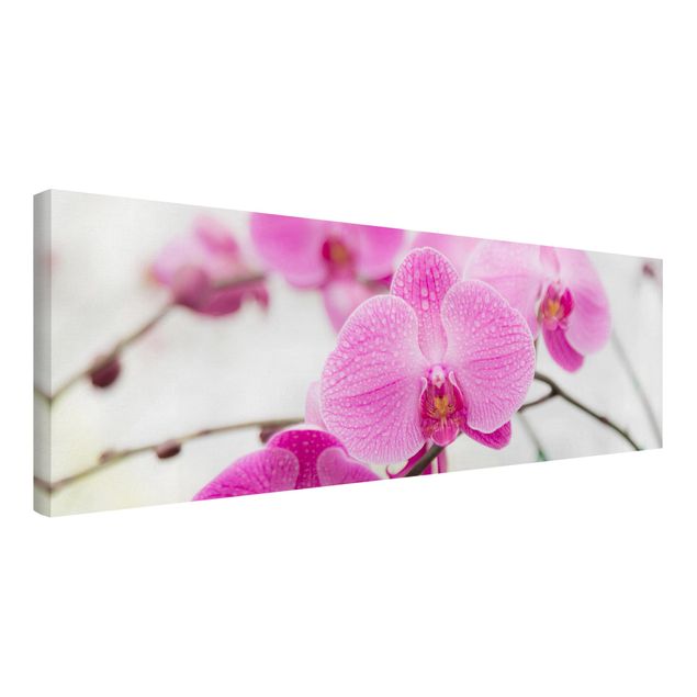 Tableaux modernes Gros plan sur une orchidée