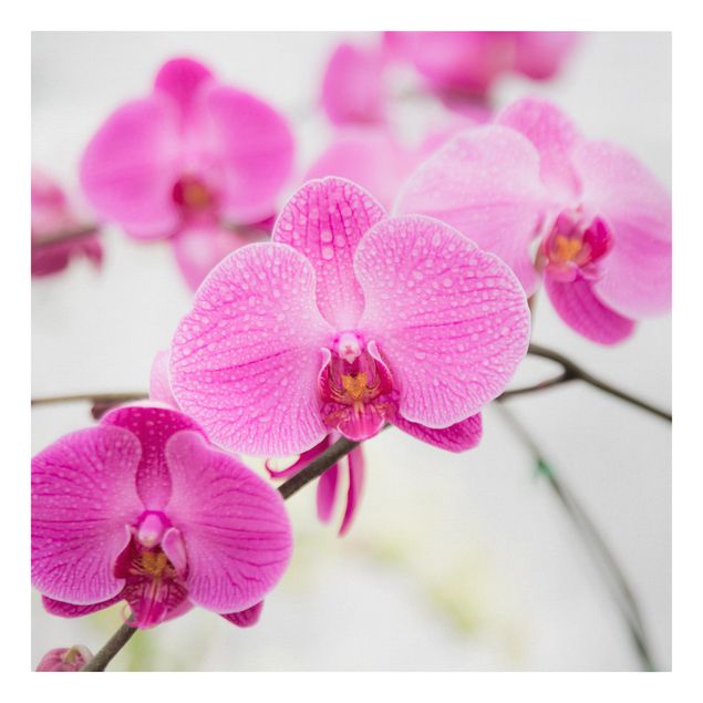 Tableaux fleurs Gros plan sur une orchidée