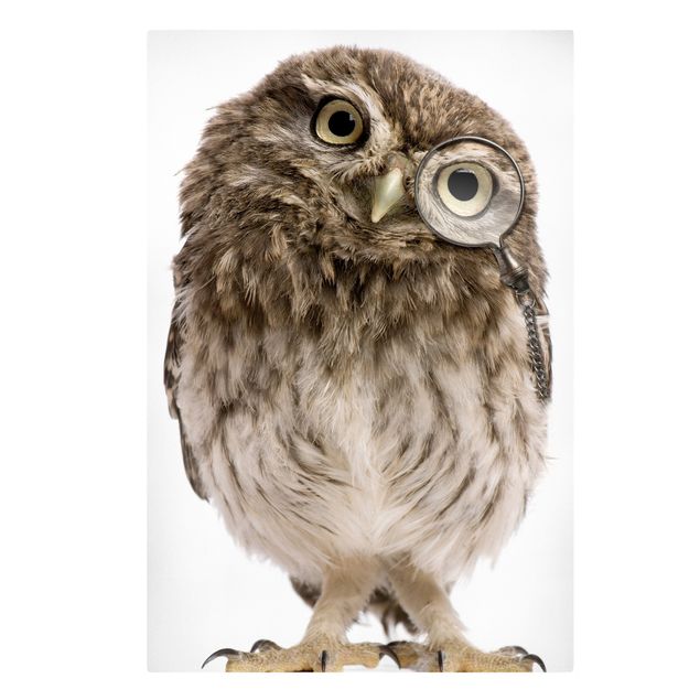 Toile animaux Hibou curieux