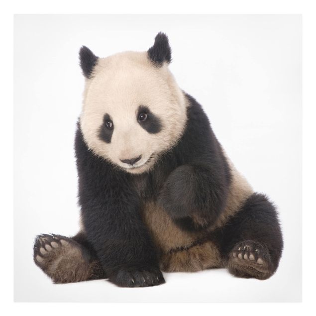 Toile animaux Pattes de panda