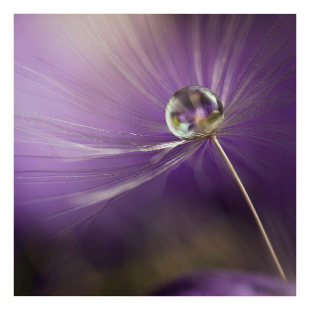 Tableau floral Pissenlit en violet