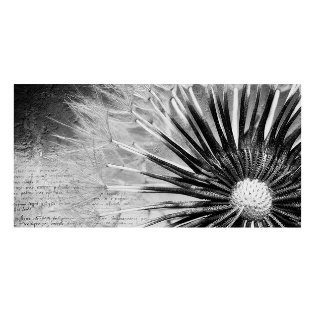 Tableaux fleurs Pissenlit en noir et blanc