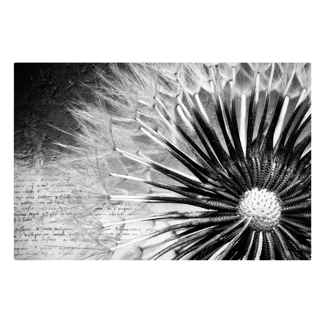 Tableaux fleurs Pissenlit en noir et blanc
