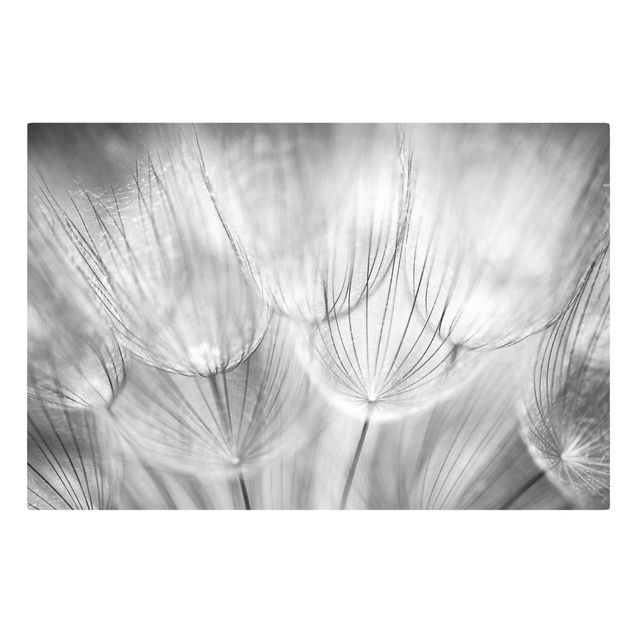tableaux floraux Dandelions macro shot in black and white