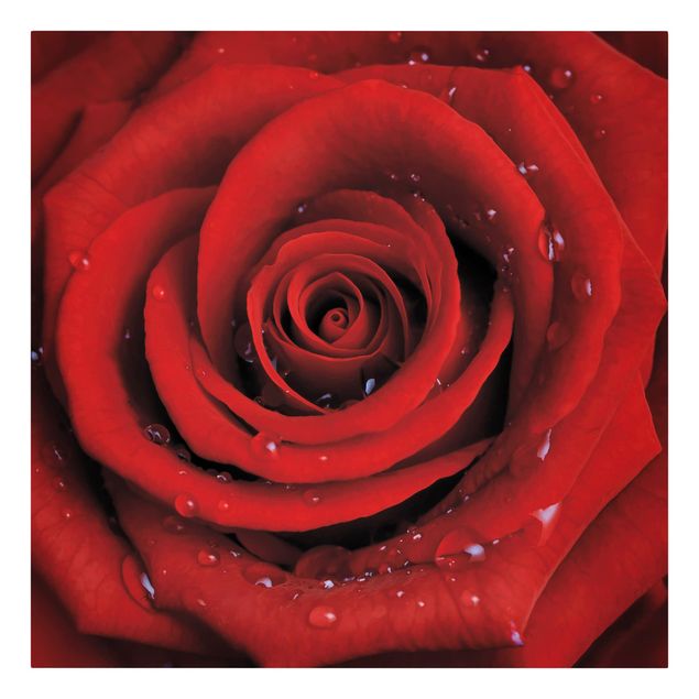 Tableau amour Rose rouge avec gouttes d'eau