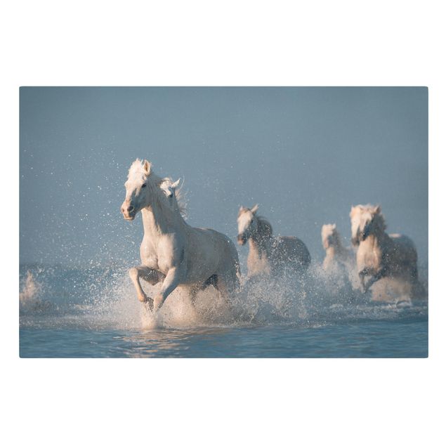Cadre animaux Troupeau de chevaux blancs
