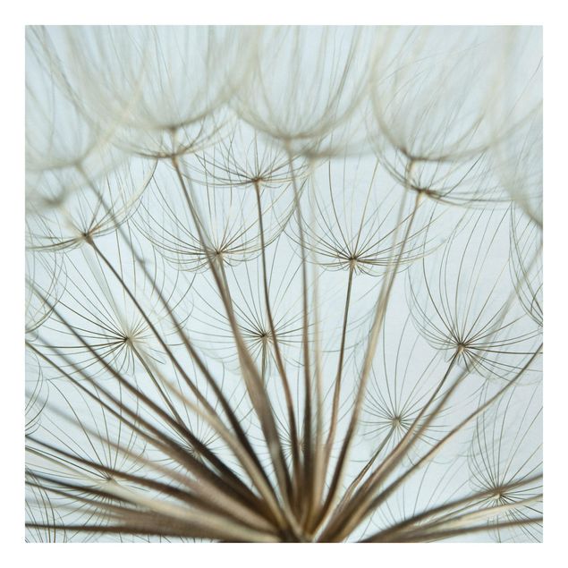 Tableau fleurs Magnifique macrophotographie de pissenlit