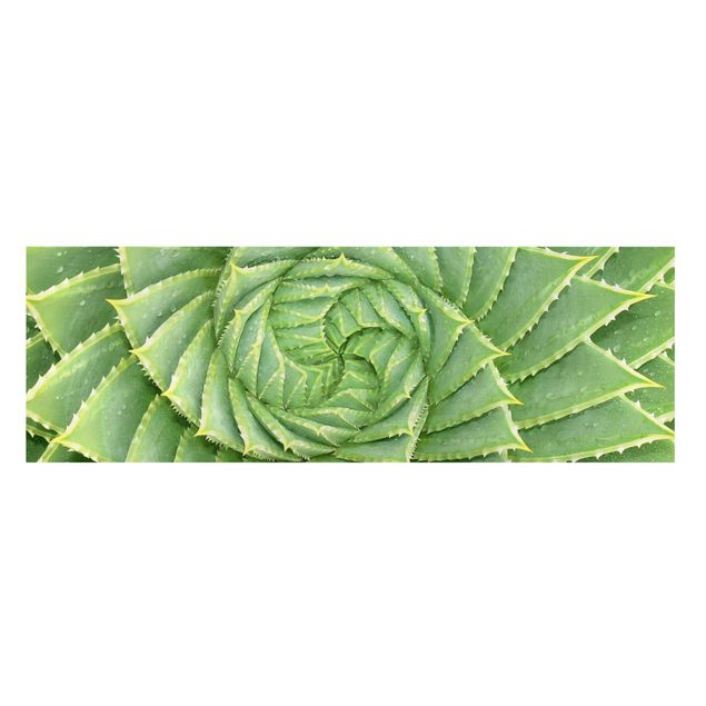 Tableau vert Aloès en spirale