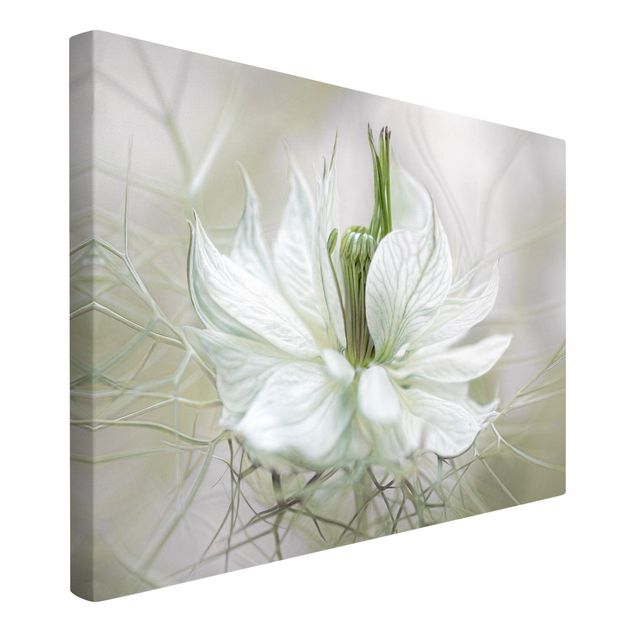 Tableaux florals White Nigella