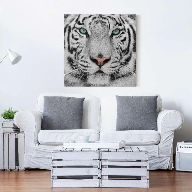 Tableaux tigres Tigre Blanc