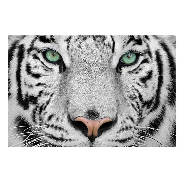 Tableaux sur toile en noir et blanc Tigre Blanc
