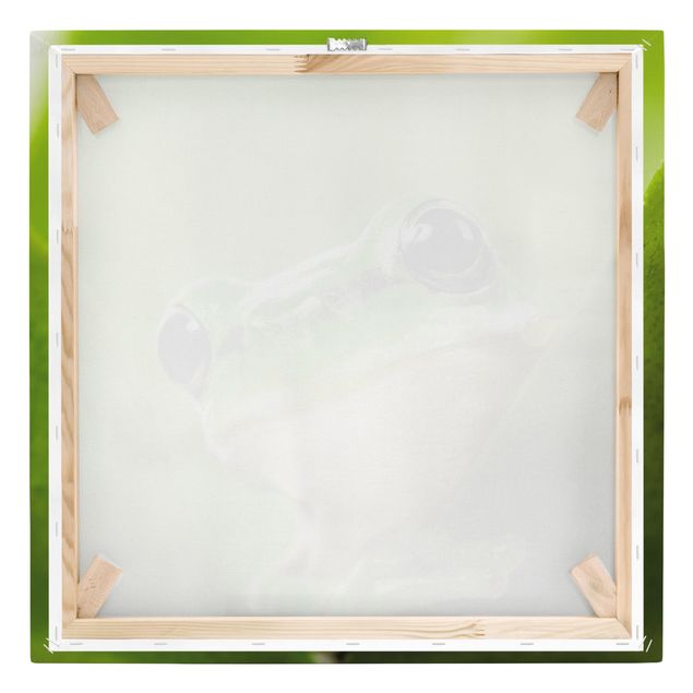 Tableaux toile Frog