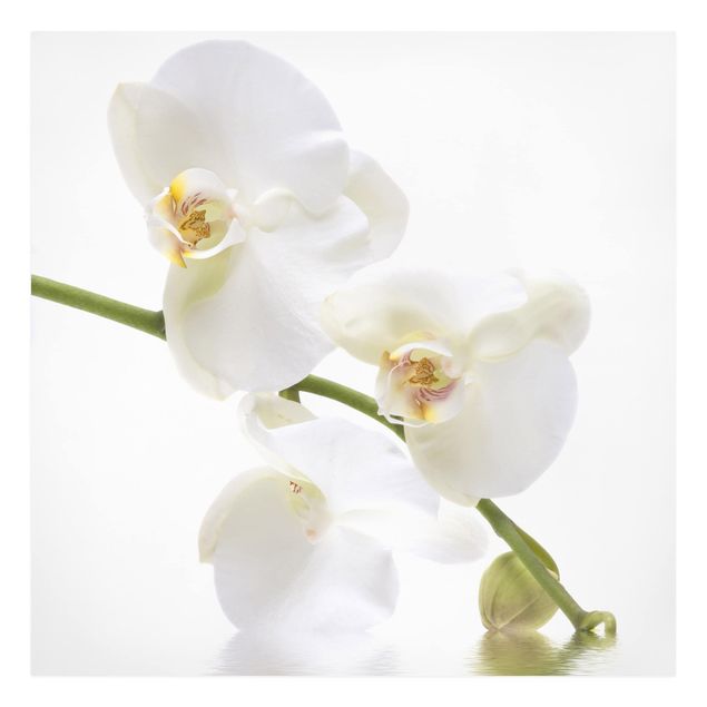 Tableaux fleurs Eaux de l'Orchidée Blanche