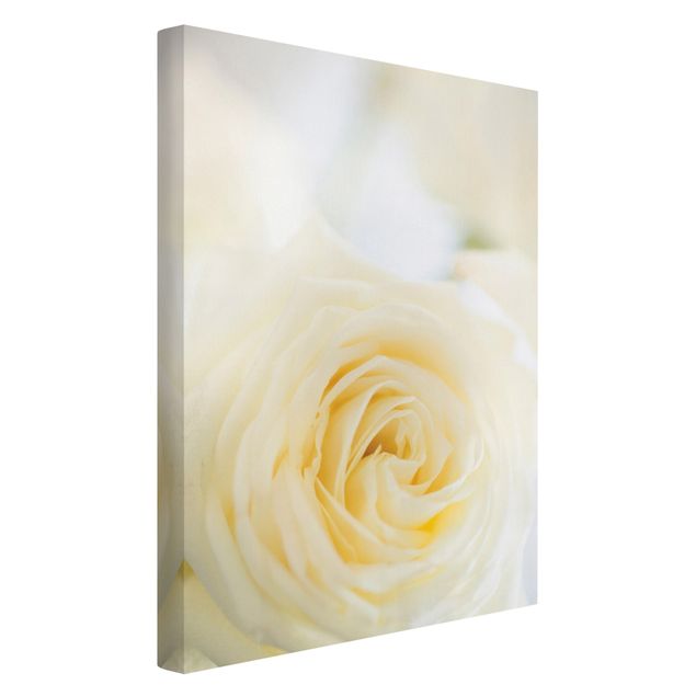 Tableaux fleurs Rose blanche