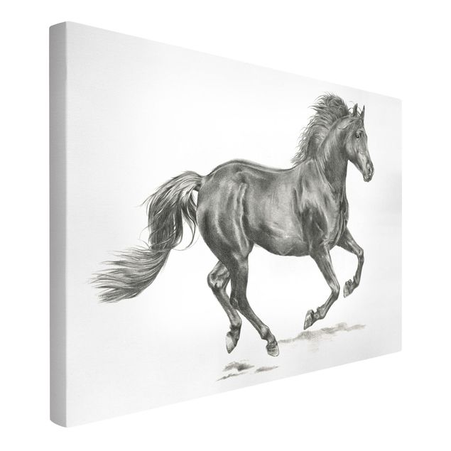 Tableaux sur toile en noir et blanc Cheval sauvage - Étalon