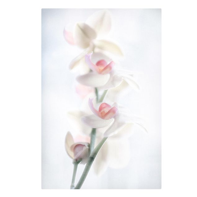 Tableaux fleurs Orchidée délicate