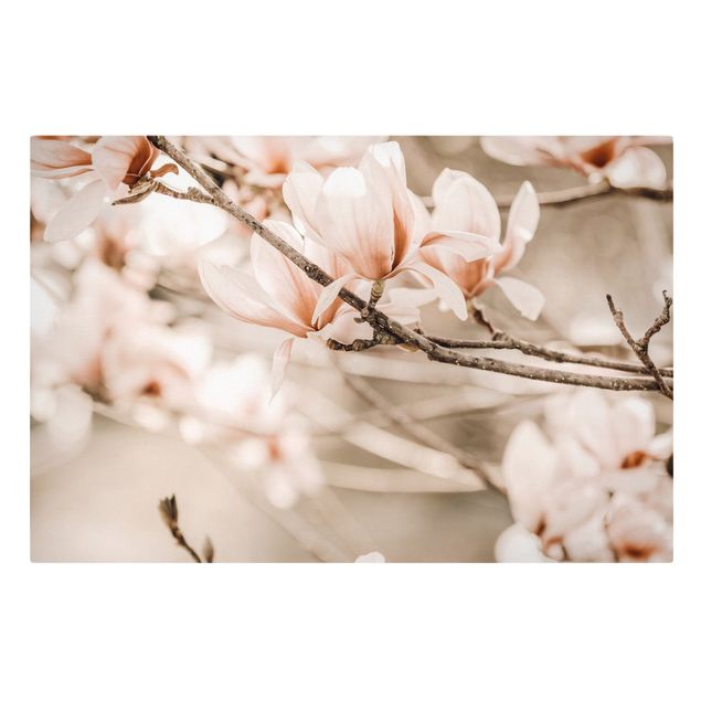 Tableau nature Rameau de magnolia style vintage