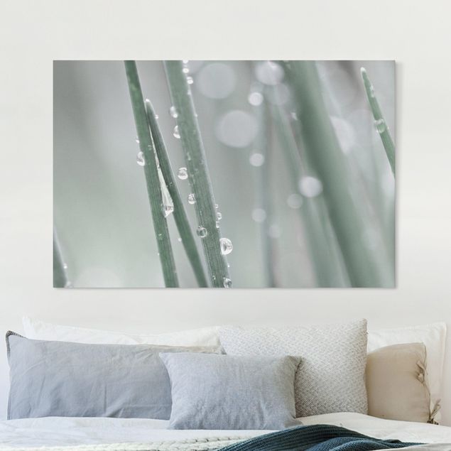 Tableaux sur toile avec herbes Macrophoto de perles d'eau sur de l'herbe