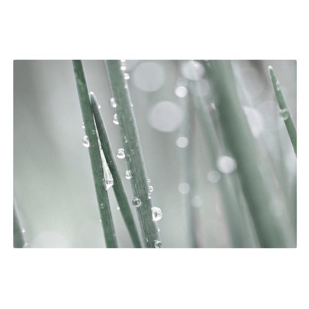 Tableau amour Macrophoto de perles d'eau sur de l'herbe