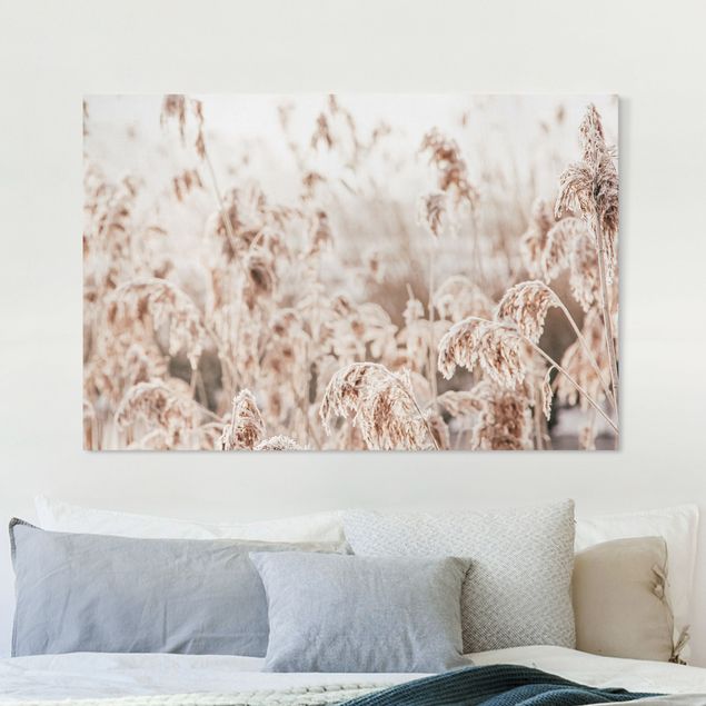 Tableaux sur toile avec herbes Un océan de roseaux éclairés par le soleil