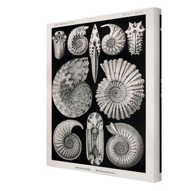 Tableaux Tableau Botanique Fossiles noir et blanc
