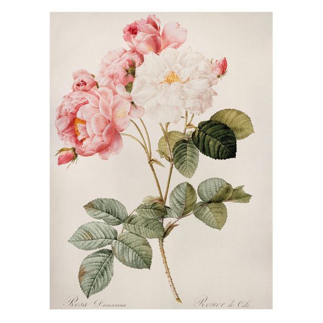 tableaux floraux Pierre Joseph Redoute - Damascena Rose