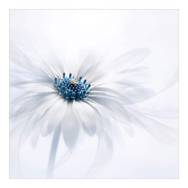 Papier peint adhésif floral - Daisy In Blue