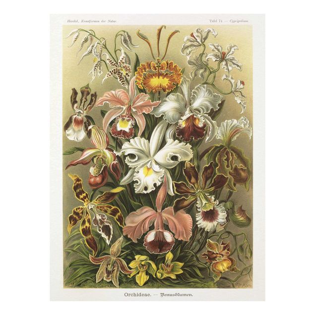 Tableau fleurs Tableau Vintage Orchidée