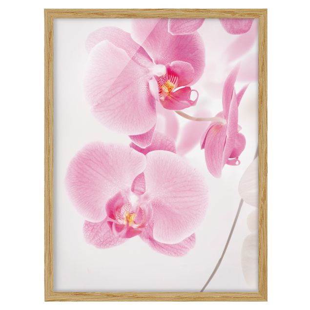 Affiches encadrées fleurs Orchidées délicates