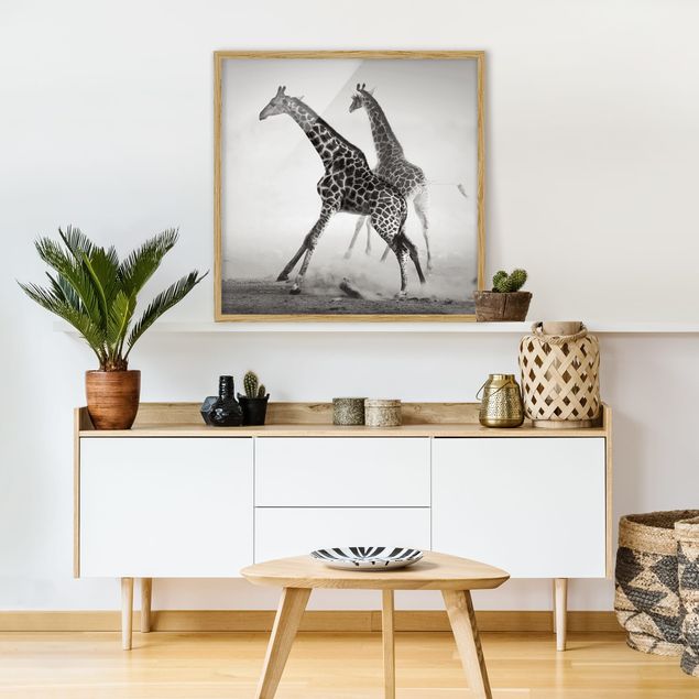 Tableaux encadrés noir et blanc Girafes à la chasse
