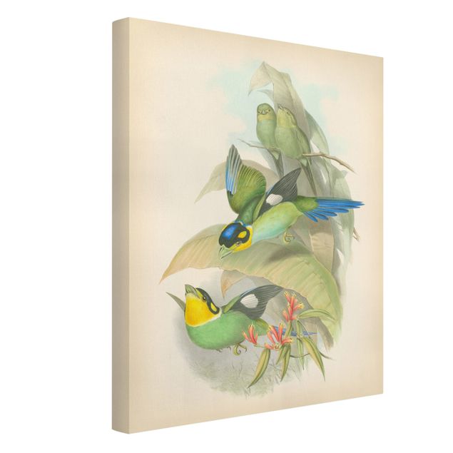 Tableau animaux Illustration Vintage Oiseaux Tropicaux